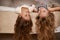 Letting their hair down. two young sisters lying upside down on their bed.