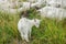 Lettle white goats grazes on a forest edge on a sunny day