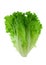 Lettuce