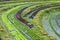 Lettuce agriculture bed on hill.