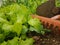 Lettuce agriculture leafs food land soil hoe