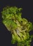 Lettuce background isolate