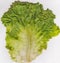 Lettuce background isolate