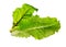 Lettuce beet fresh. Salad leaf. Fresh green lettuce and beet lea