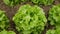 Lettuce bio green oakleaf harvest farm field Lactuca sativa harvesting food corrugated farmer farming greenhouse closeup