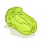 Lettuce cartoon isolated illustration