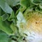 Lettuce , close up - section through the head of Lettuce Lactuca sativa