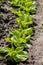 Lettuce crop detail