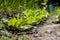 Lettuce crop detail