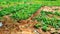 Lettuce crop growing on farmland