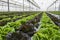 Lettuce crops in greenhouse