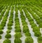 Lettuce crops rows in greenhouse hydroponic close up