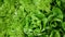 Lettuce curly green leaves butterhead harvest fresh market vegetables harvesting Lollo Bionda Lactuca sativa leaf bio