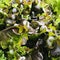 Lettuce with dark brown leaves, square photo image.