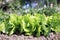 Lettuce in ecological home garden.