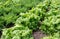 Lettuce and endive plants at the vegetable bed