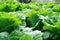 Lettuce farm green and leafy vegetable