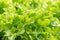 Lettuce farm, Green lettuce plants in growth at field, Fresh lettuce leaves