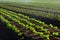 Lettuce farming closeup with water drops