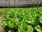 The lettuce farming technology in Kundasang