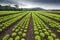 Lettuce field