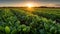 lettuce field