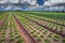 Lettuce field