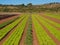 Lettuce field in agricultural area