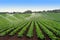 Lettuce Field Being Watered