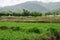 Lettuce field in Dominican Republic between mountains cordiliera