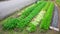 Lettuce Field and farmer in Kyoto