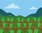 Lettuce field, funny cartoon style