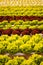 Lettuce field in the Graz region, Austria. Agriculture concept