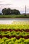 Lettuce field in the Graz region, Austria. Agriculture concept