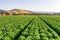 Lettuce Field in Salinas Valley