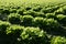 Lettuce field in Spain. Green plants perspective