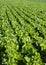 Lettuce fields in green vivid color