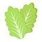 Lettuce flat icon, vegetable and salad leaf