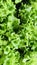 Lettuce with fresh green leaves, vertical photo image.