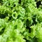 Lettuce with freshly green leaves, square photo image.
