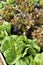 Lettuce garden growing in the vegetable garden.