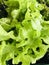Lettuce with green leaves is very fresh in pot. vertical photo image.