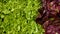 Lettuce green oakleaf red Verona food leaf leaves butterhead harvest crate box harvesting fresh market vegetables cut