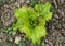 Lettuce green salad growing flower bed flowerbed greens bio