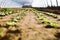 Lettuce in a greenhouse grow in row