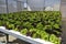 Lettuce, greenhouse with plantation produced in the hydroponics system, panoramic photo