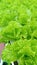 lettuce in greenhouse, sayur hijau segar