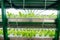 Lettuce and greens standing on shelves in the greenhouse