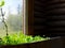 Lettuce grow in a wooden pot greenhouse at the window, bathed in sunlight on the background of the Yakut Northern rural