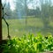 Lettuce grow in a wooden pot greenhouse at the window, bathed in sunlight on the background of the Yakut Northern rural area